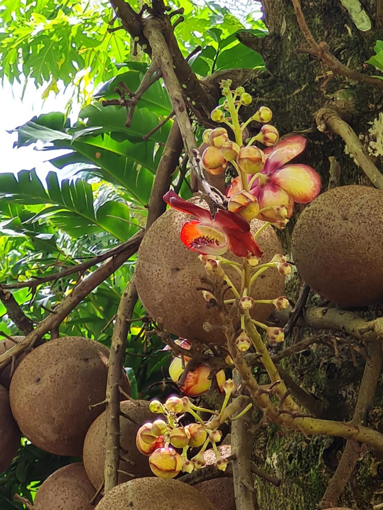 Les Gites Kajou Bouillante Exteriör bild